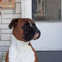 VCA East Penn Animal Hospital ico