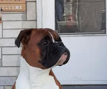 VCA East Penn Animal Hospital