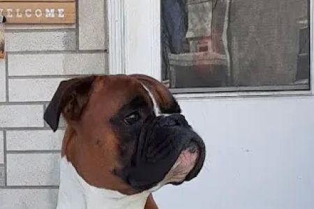 VCA East Penn Animal Hospital