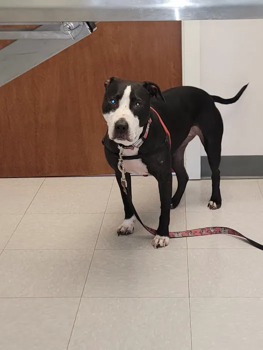 Creekview Veterinary Hospital 12