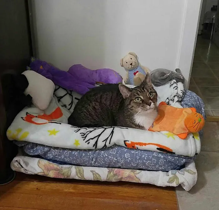 Alpha Veterinary Care 12