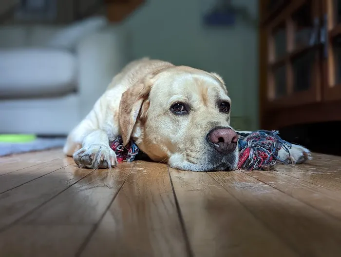 Alpha Veterinary Care 12