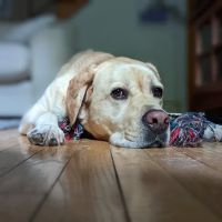 Alpha Veterinary Care ico