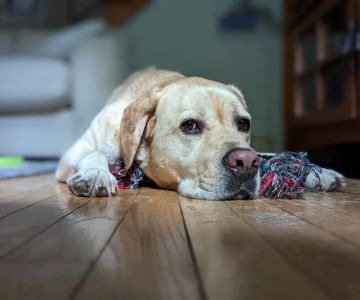 Alpha Veterinary Care