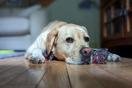 Alpha Veterinary Care
