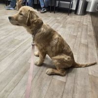 VIP Petcare Vaccination Clinic ico