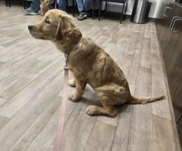 VIP Petcare Vaccination Clinic