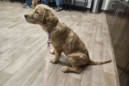 VIP Petcare Vaccination Clinic