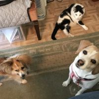 William Penn Veterinary Hospital ico