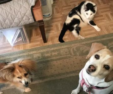 William Penn Veterinary Hospital