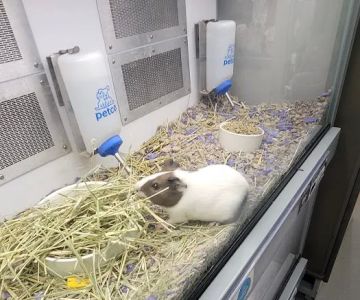 Petco