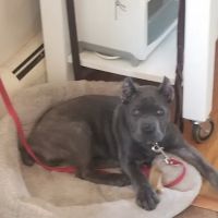 Phillipsburg Veterinary Clinic ico