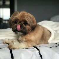 Cummings Veterinary Hospital ico