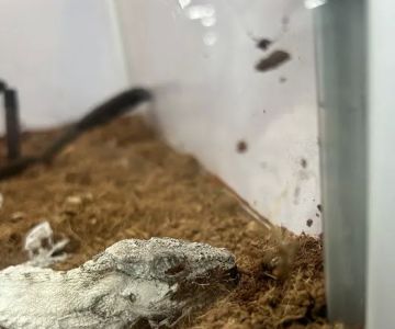 Pet Supermarket