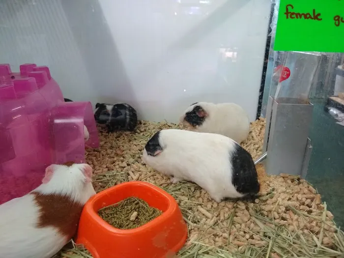 Pets Unleashed 6