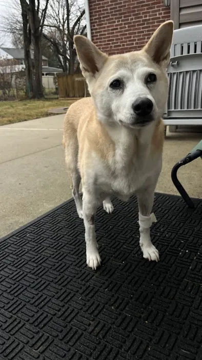 North Saucon Animal Hospital 12