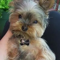 North Saucon Animal Hospital ico