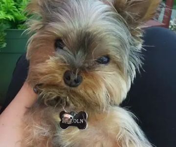 North Saucon Animal Hospital
