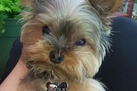 North Saucon Animal Hospital