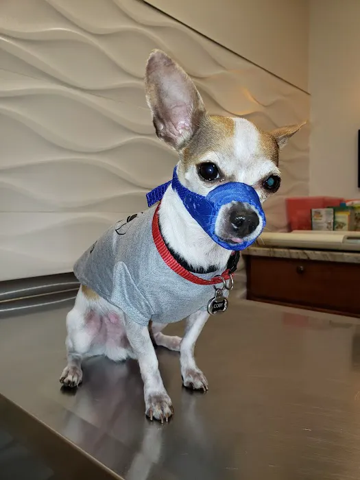 Christmas City Veterinary Hospital 12