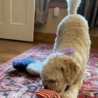 Christmas City Veterinary Hospital ico