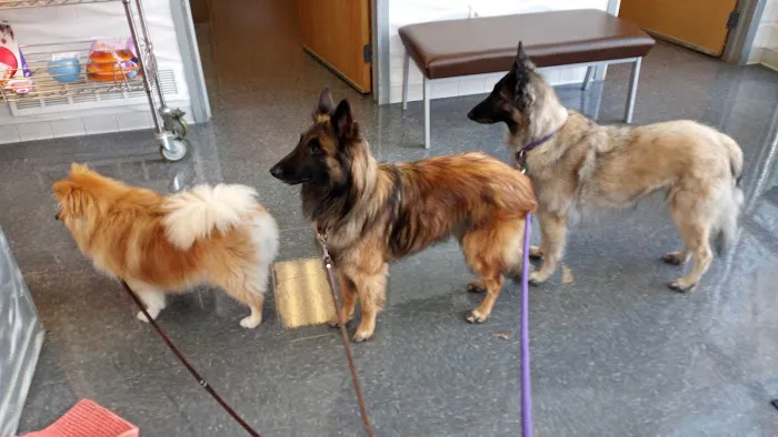 Christmas City Veterinary Hospital 12