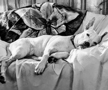 Animal Hospital of Clinton-Perryville