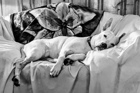 Animal Hospital of Clinton-Perryville