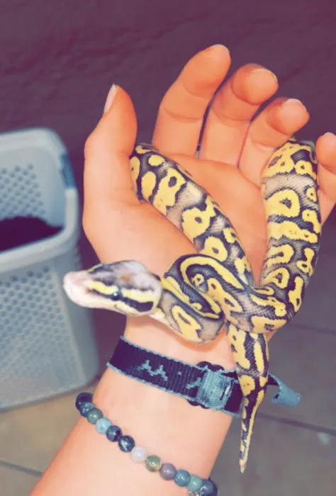 The Critter Center 4