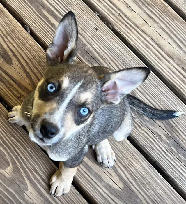 Kelly Family Pets 12