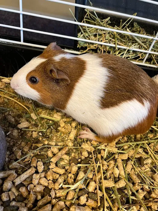 Kelly Family Pets 12