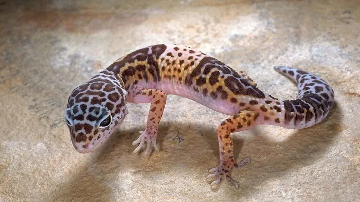 Kelly Family Pets 12
