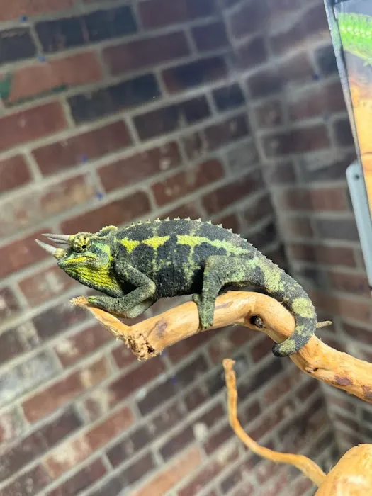 R3N3GAD3 REPTILES 12
