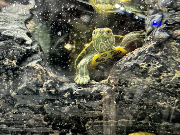 R3N3GAD3 REPTILES 12