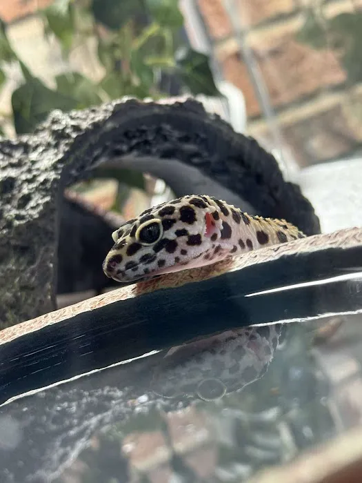R3N3GAD3 REPTILES 12