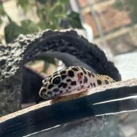 R3N3GAD3 REPTILES ico