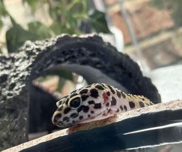 R3N3GAD3 REPTILES