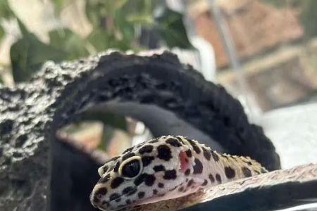 R3N3GAD3 REPTILES