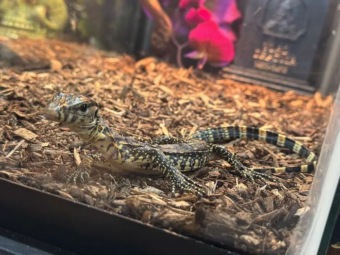 R3N3GAD3 REPTILES 12