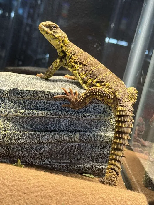 R3N3GAD3 REPTILES 12