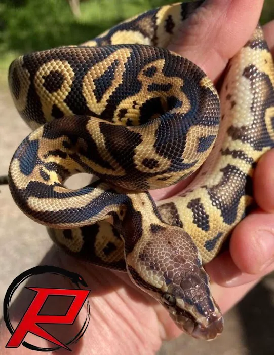 R3N3GAD3 REPTILES 12