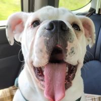 Warren Animal Hospital ico