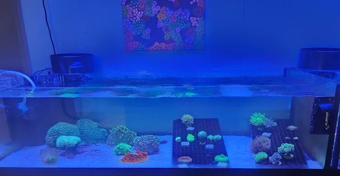 Under The Sea Aquatics 12