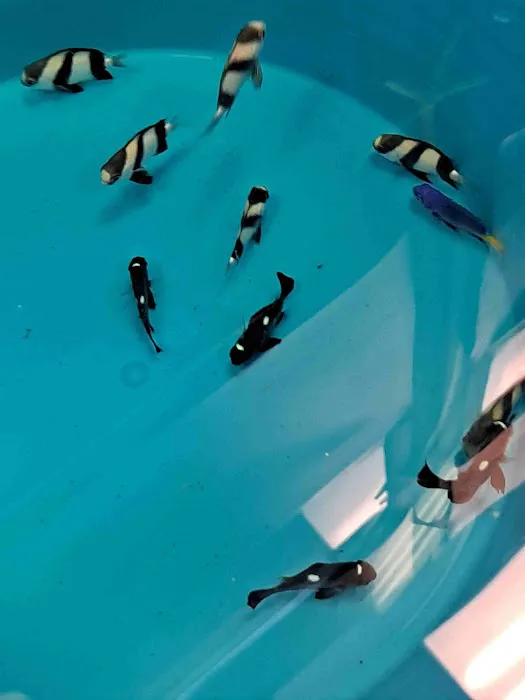 Under The Sea Aquatics 12
