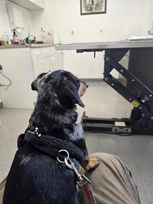 All4Paws Vet Clinic 12