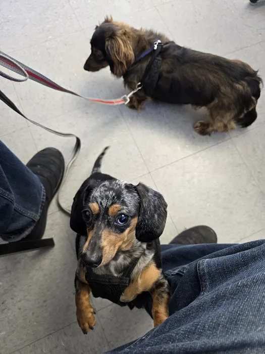 All4Paws Vet Clinic 12