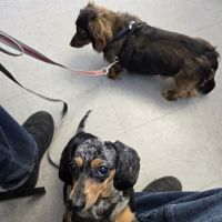 All4Paws Vet Clinic ico