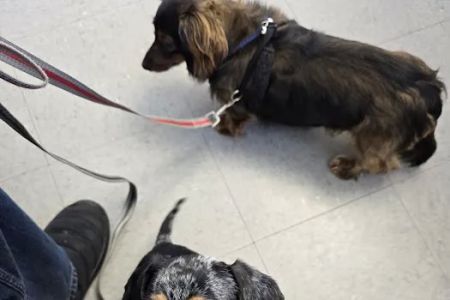 All4Paws Vet Clinic