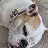 Petco ico