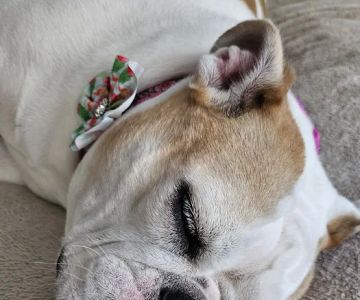 Petco